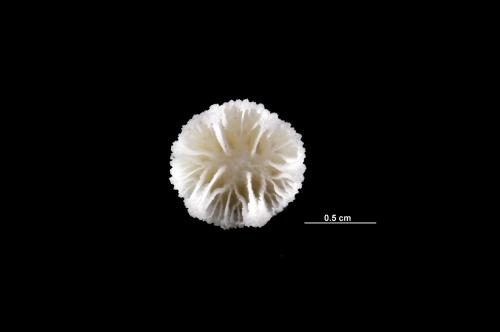 Balanophyllia elegans_DSC4730.jpg