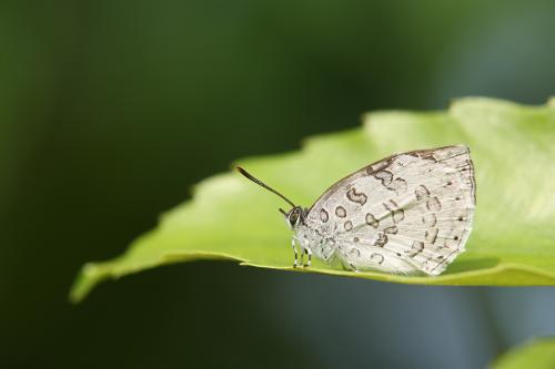 20090929_345691_Arhopala ganesa formosana_a.jpg