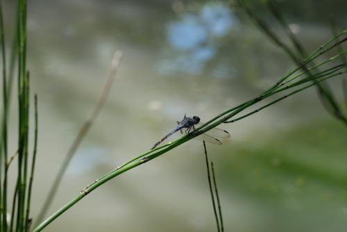 溪神蜻蜓