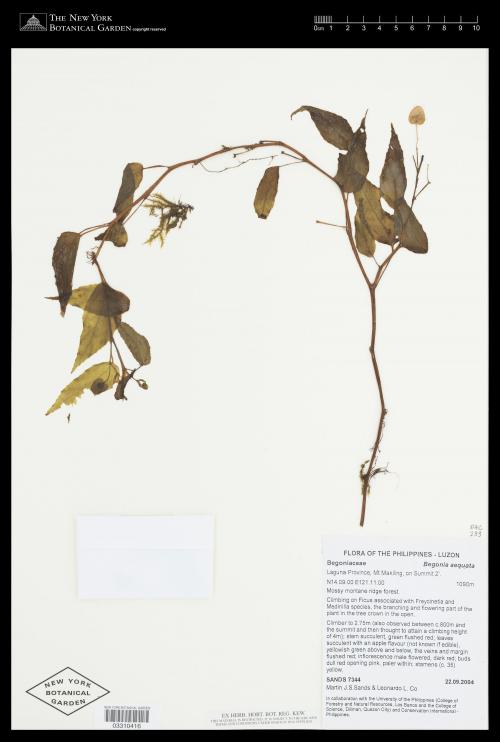Begonia aequata A.Gray標本_BRCM 8611