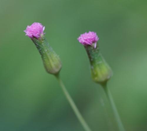 紫背草