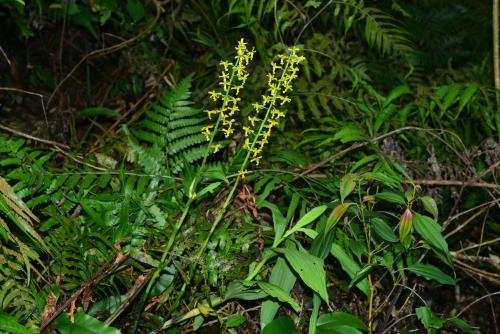 綠花肖頭蕊蘭