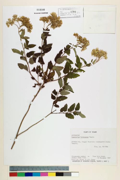 Eupatorium formosanum Hayata_標本_BRCM 5708