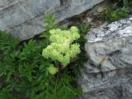 玉山當歸