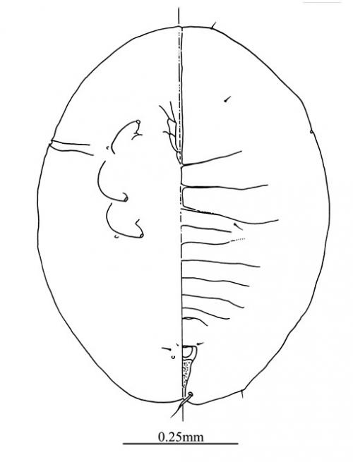 Singhius hibisci  (Kotinsky, 1907)