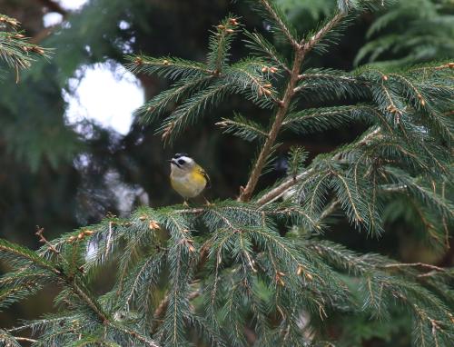 火冠戴菊鳥