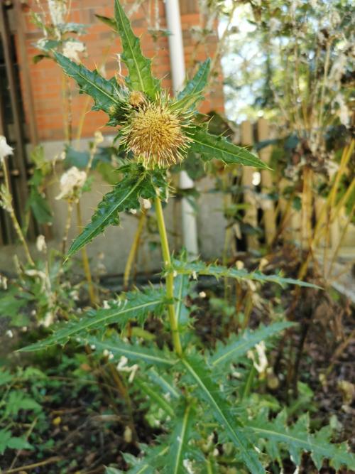 阿里山薊