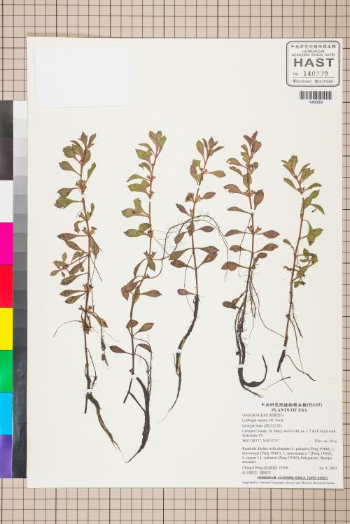 Ludwigia repens J.R. Forst._標本_BRCM 3541