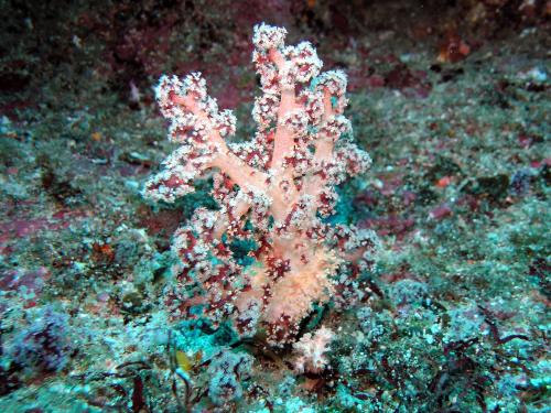 小針棘穗軟珊瑚