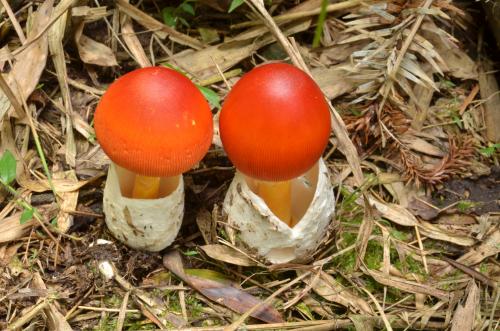 Amanita caesarea(橙蓋鵝膏)