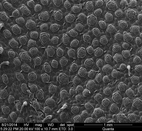 短序秋海棠–葉片與氣孔SEM顯微照相
