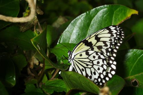 20090926_347122_Idea leuconoe clara_a.jpg