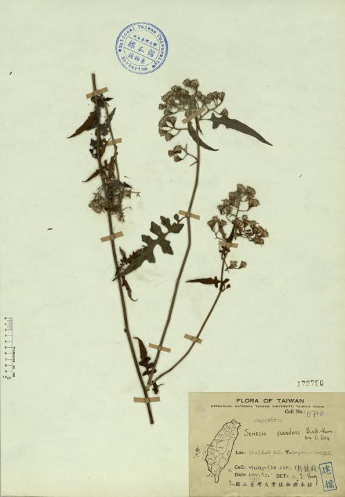 Senecio scandens Buch. -Ham. ex D. Don_標本_BRCM 4312