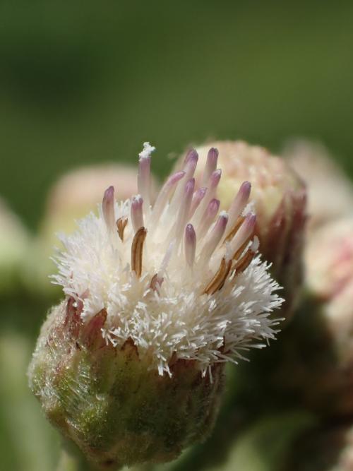 美洲闊苞菊