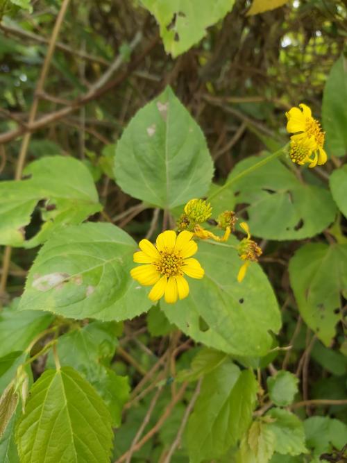 雙花蟛蜞菊