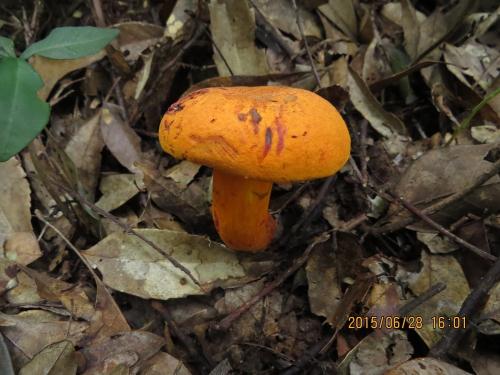 Boletus aurantiosplendens(亮金牛肝菌)