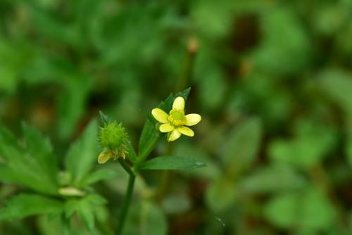 水辣菜