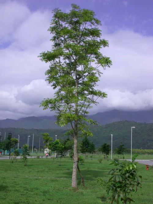 大葉桃花心木