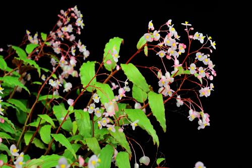 Begonia boisiana Gagnep.