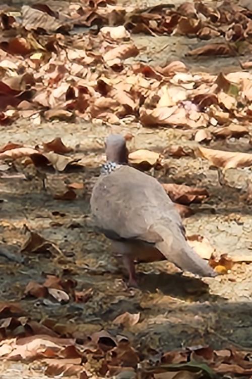 珠頸斑鳩(指名亞種)