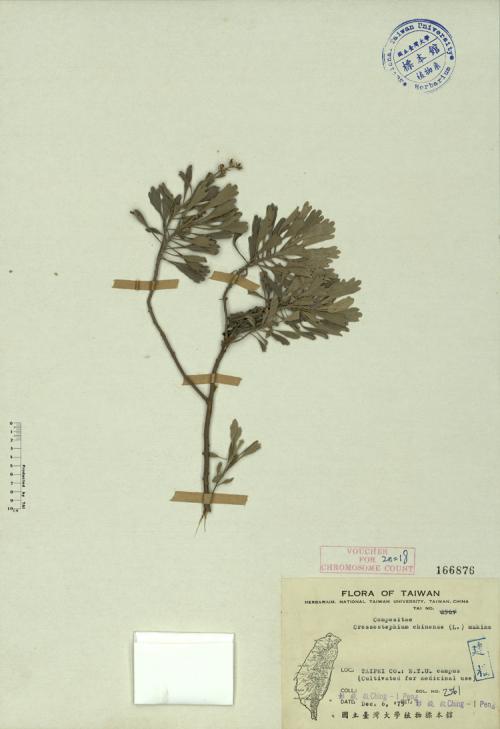 Crossostephium chinense (L.) Makino_標本_BRCM 3833