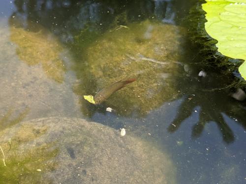 蓋斑鬥魚