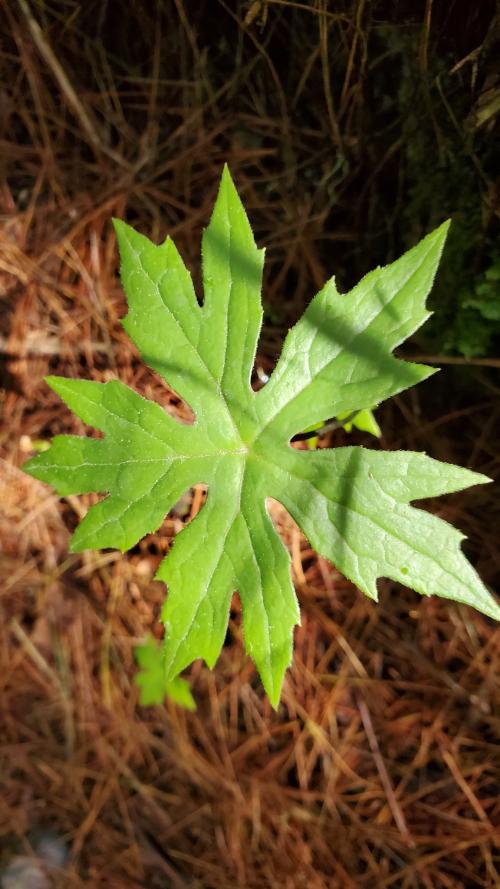 高山破傘菊