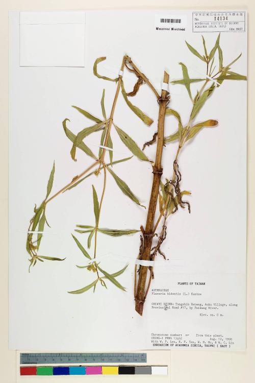 Flaveria bidentis (L.) Kuntze_標本_BRCM 5374