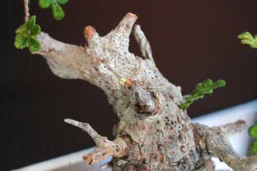 「影中之木」系列 -  Operculicarya pachypus