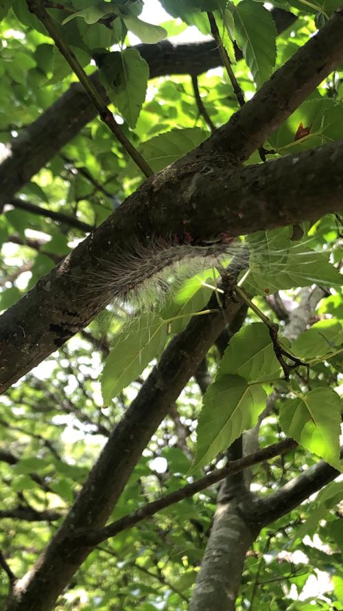 閃光苔蛾