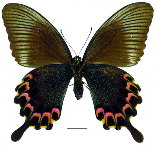 Papilio hermosanus Rebel, 1906 臺灣琉璃翠鳳蝶