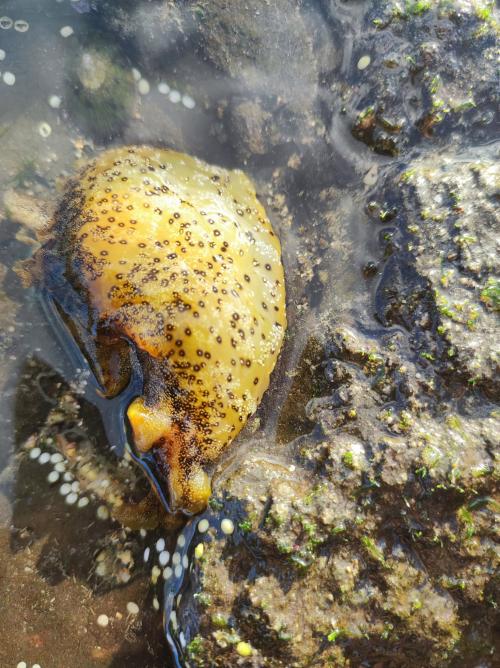 眼斑海鹿