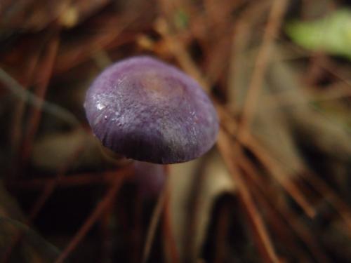 Cortinarius salor(紫滑絲膜菌)