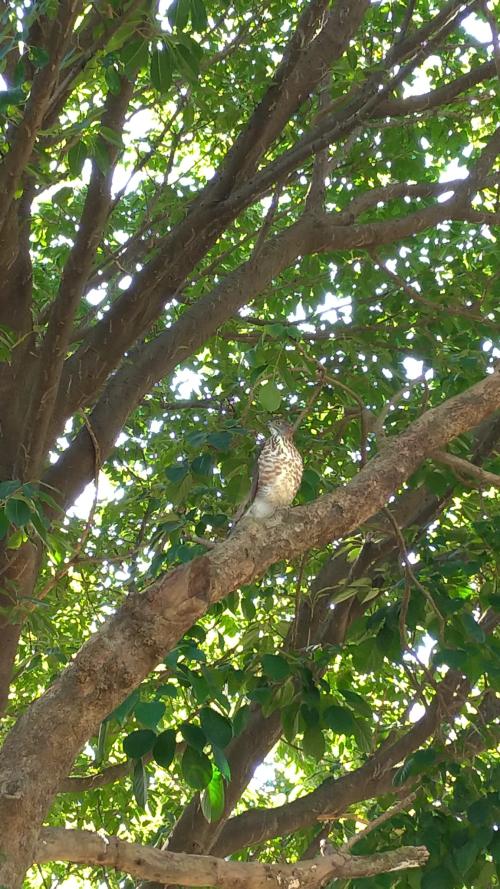 鳳頭蒼鷹