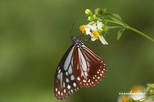 N04-3 大絹斑蝶