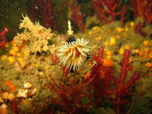 Zebra Gorgonian Wrapper