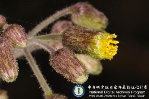 Blumea laciniata (Roxb.) DC._BRCM 6118