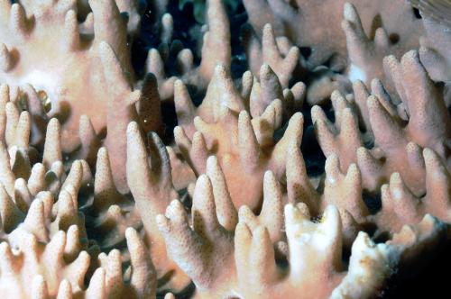 尖銳指形軟珊瑚