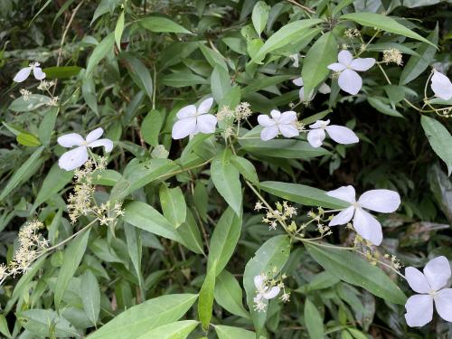 華八仙(華南分布)