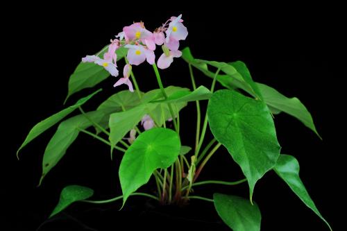 腫柄秋海棠 (Begonia pulvinifera C.I Peng & Yan Liu)