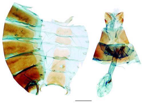 Graphium cloanthus kuge (Fruhstorfer, 1908) 寬帶青鳳蝶