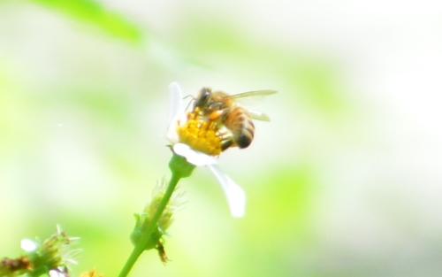 西方蜜蜂