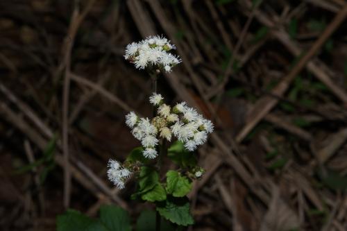 勝紅薊 (藿香薊)