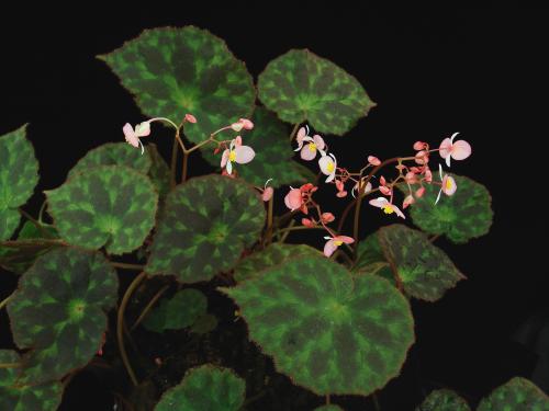 鹿寨秋海棠 (Begonia luzhaiensis T.C.Ku)