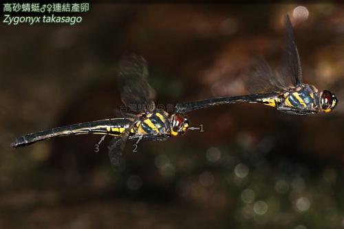 14-55 高砂蜻蜓