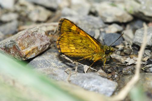 20090929_345453_Ampittia virgata myakei_a.jpg