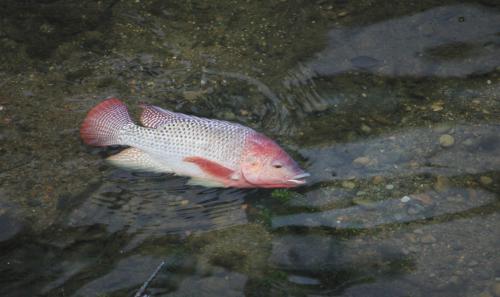 尼羅口孵非鯽