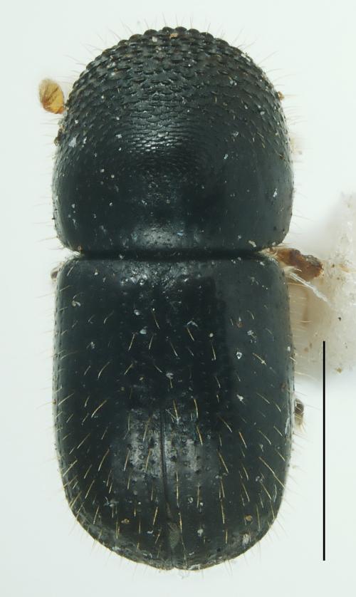 Euwallacea fornicatus (Eichhoff, 1868)