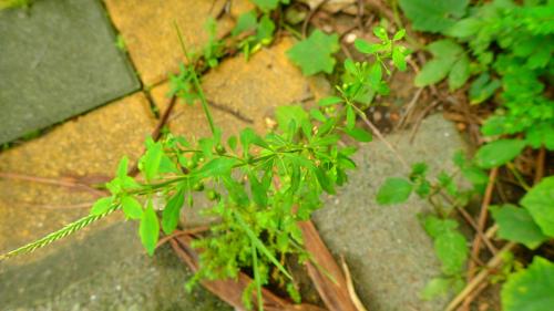 野甘草