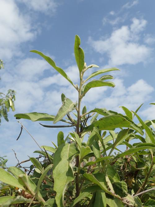 美洲闊苞菊